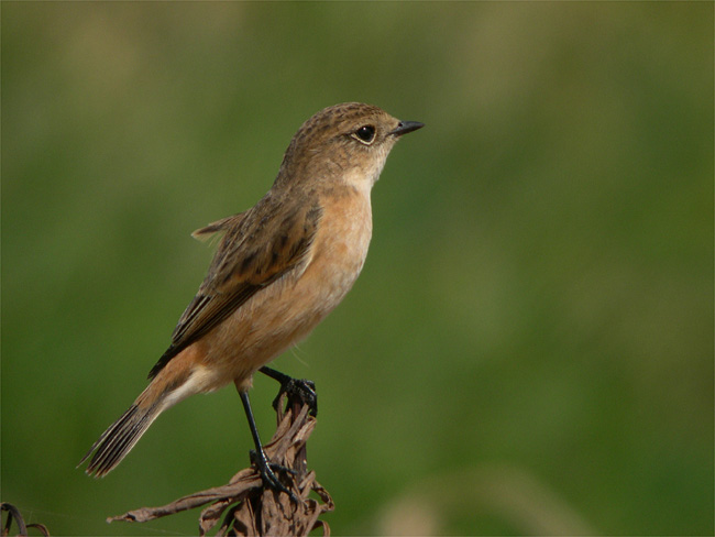 d0009773_9485478.jpg