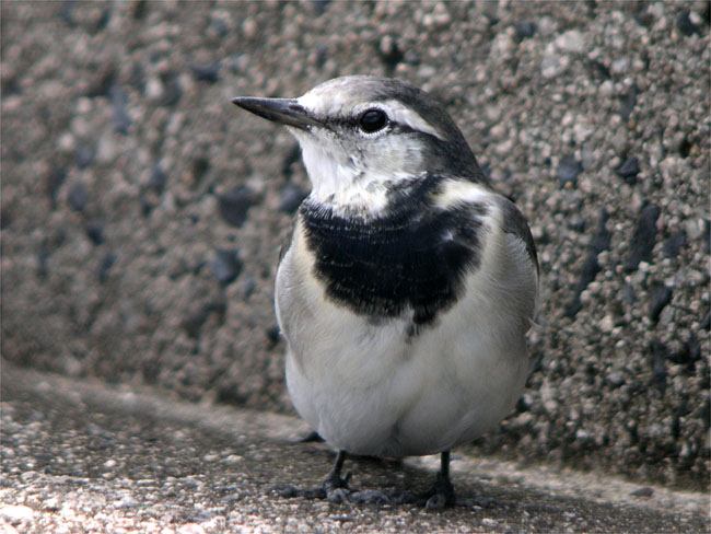 d0009773_950386.jpg