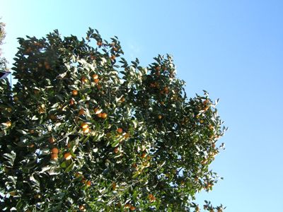 a0041210_17164687.jpg