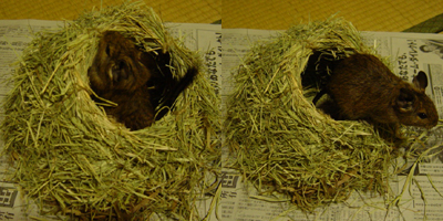c0005835_030346.jpg