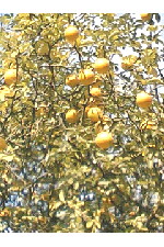 c0011446_15594336.jpg