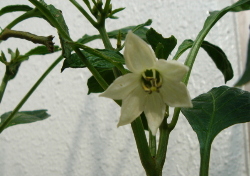 c0039580_121742100.jpg