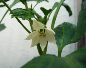 c0039580_1232964.jpg