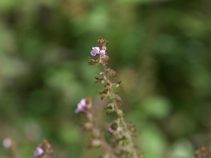 b0039226_9464418.jpg