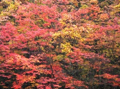 e0054231_20322878.jpg