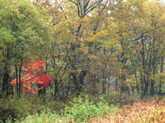 e0054231_2034069.jpg