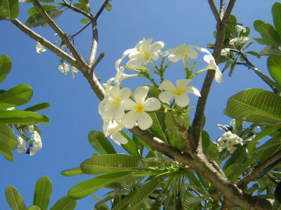 c0023545_23372738.jpg