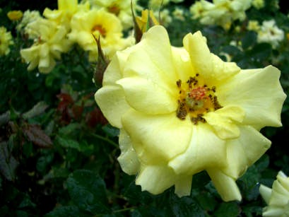b0002879_17265973.jpg