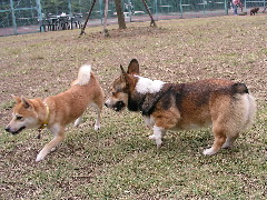 e0071225_123898.jpg