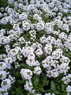 e0016828_13103779.jpg