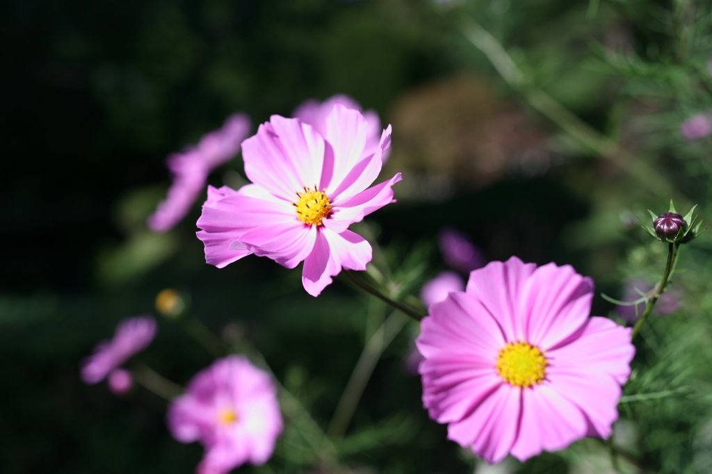 d0001745_3454437.jpg