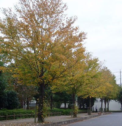 d0014748_18473151.jpg