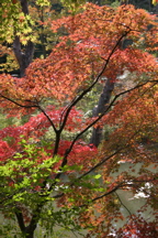 e0035461_2051356.jpg
