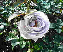 e0031798_22255921.jpg