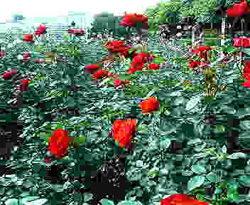 e0031798_22264877.jpg