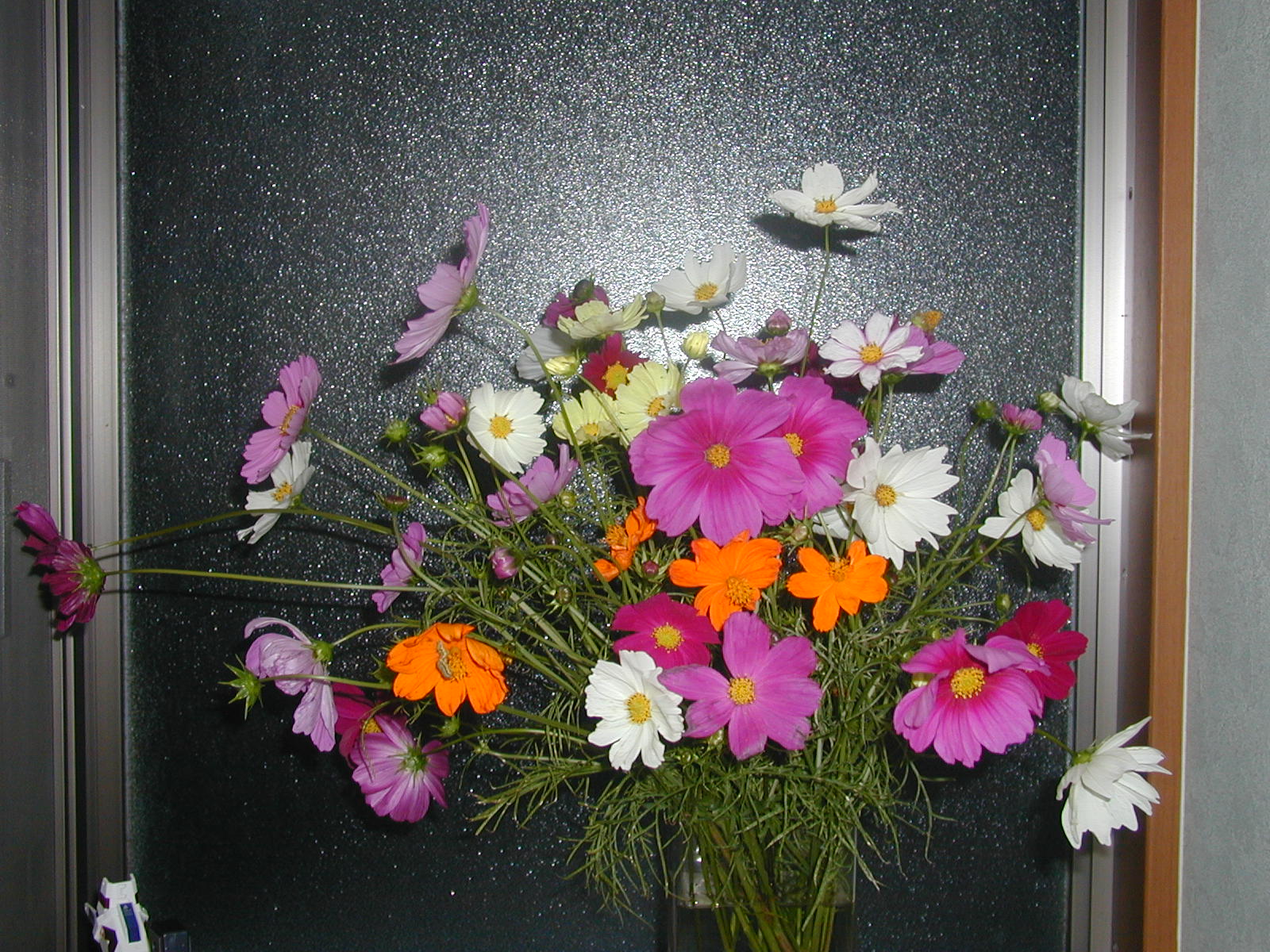 d0003116_22234067.jpg