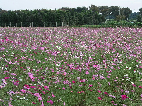 e0071225_23413982.jpg