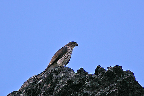 e0025030_11185054.jpg