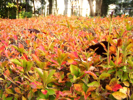 c0074156_2250217.jpg