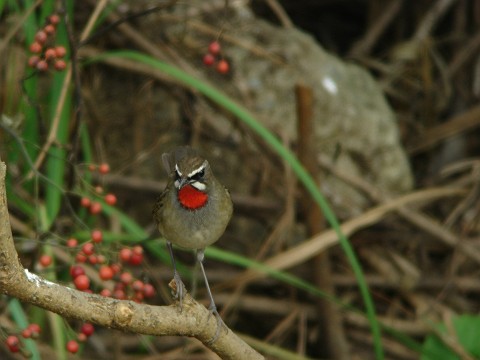 a0052080_22133196.jpg