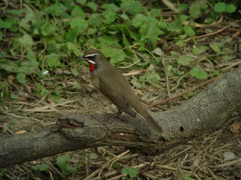 a0052080_2220327.jpg