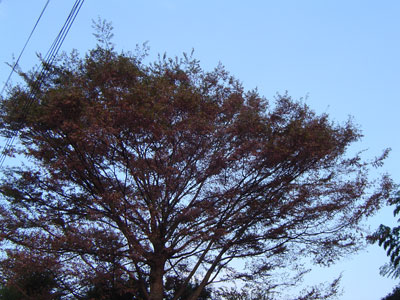 c0011204_8385397.jpg