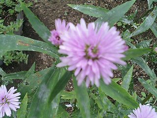 e0026017_2332937.jpg