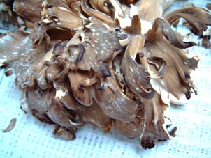 e0067538_10265994.jpg