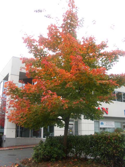 e0051353_19231661.jpg