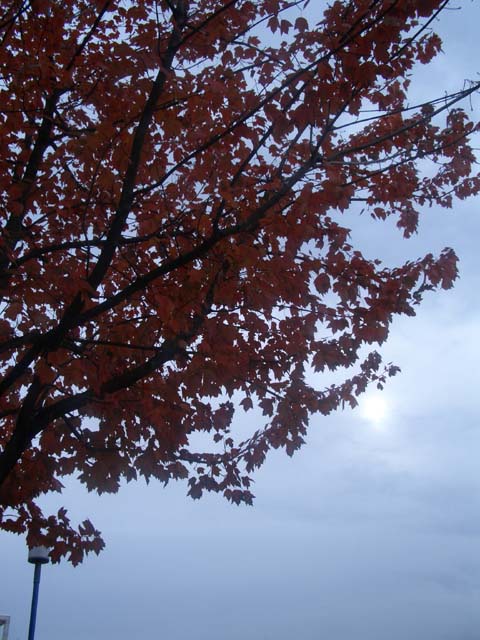 e0051353_19234440.jpg