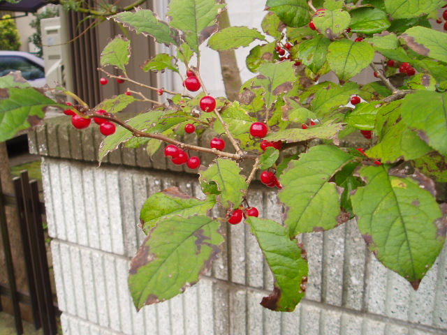 b0061261_20523014.jpg