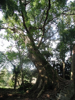 e0002676_1745272.jpg
