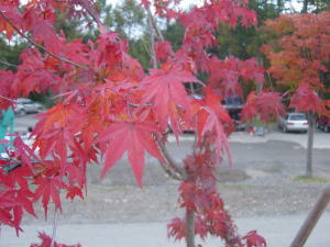 e0070606_0345866.jpg