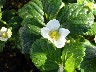 e0048933_1818912.jpg