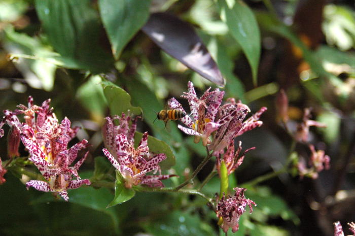e0095142_5592960.jpg