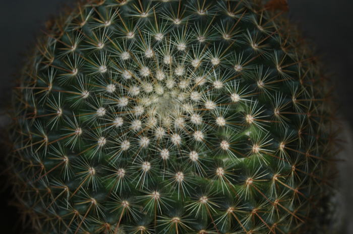 e0095142_673266.jpg