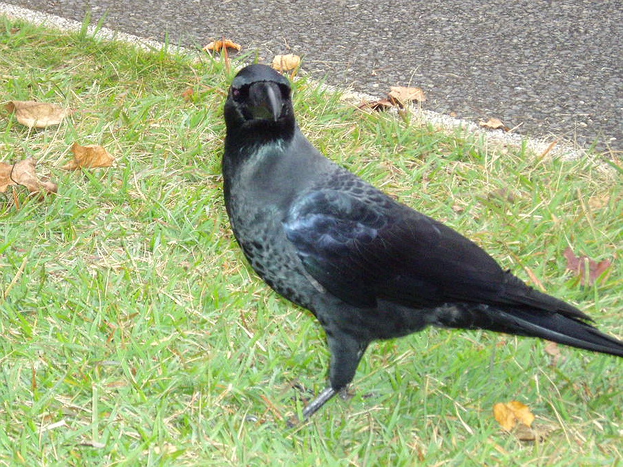 e0064158_1373656.jpg