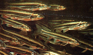 a0050405_5591724.jpg