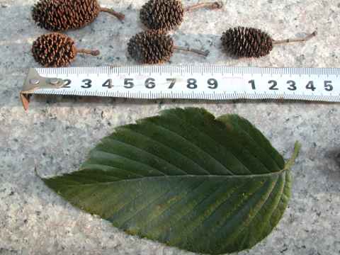 c0046023_16453350.jpg