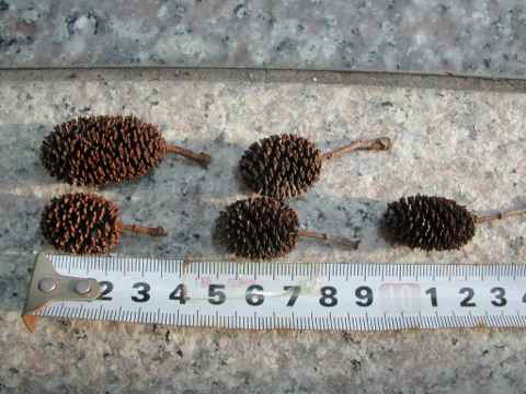 c0046023_16454021.jpg