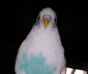 c0054148_934026.jpg