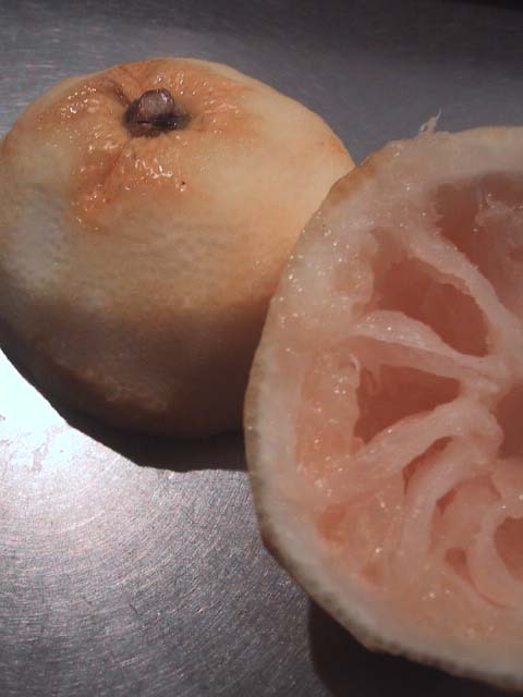 e0090956_054585.jpg