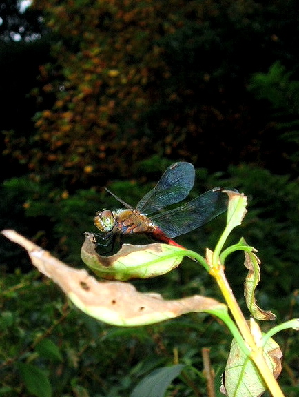e0064158_0111465.jpg