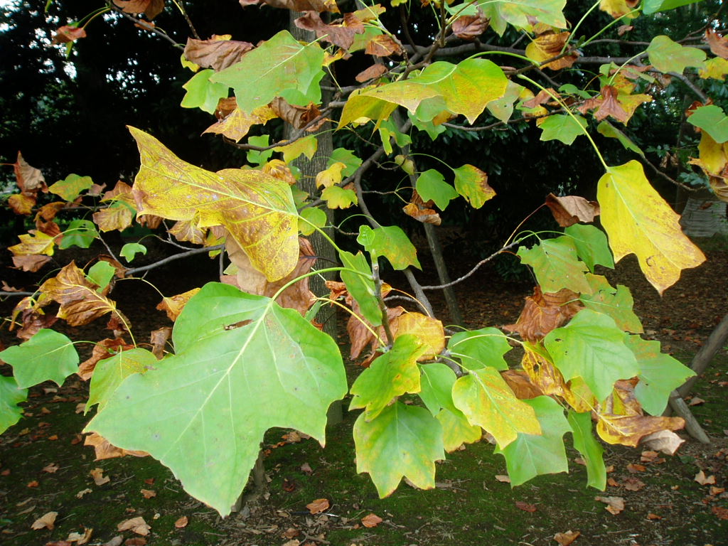 e0064158_23364742.jpg
