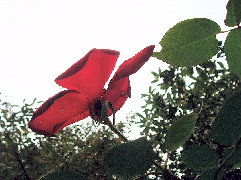 e0064158_2337237.jpg