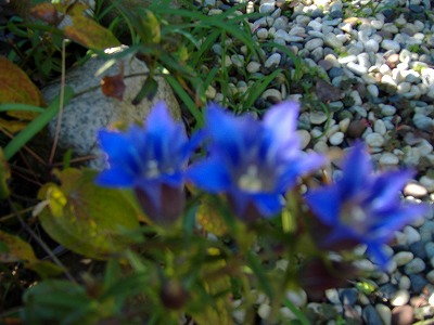 e0041168_1541266.jpg