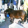 c0063772_2265750.jpg