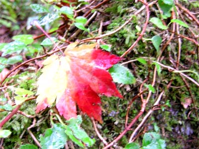 d0029829_924912.jpg