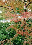 e0082441_12355944.jpg