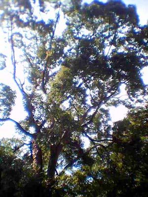e0034047_1722482.jpg